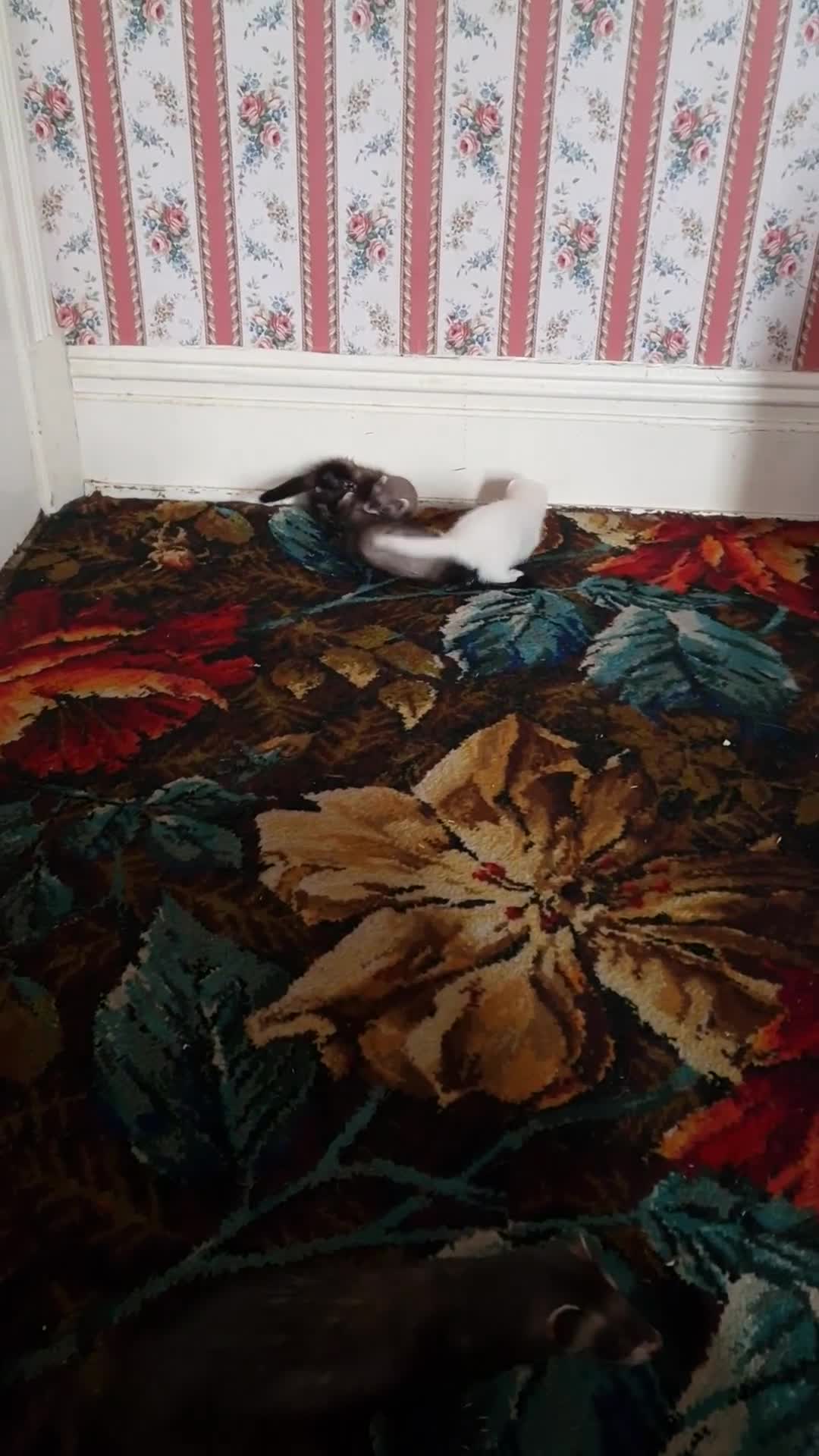Ferret rodents for sale: 3 mixed EU Polecat Jills for sale - Video 1
