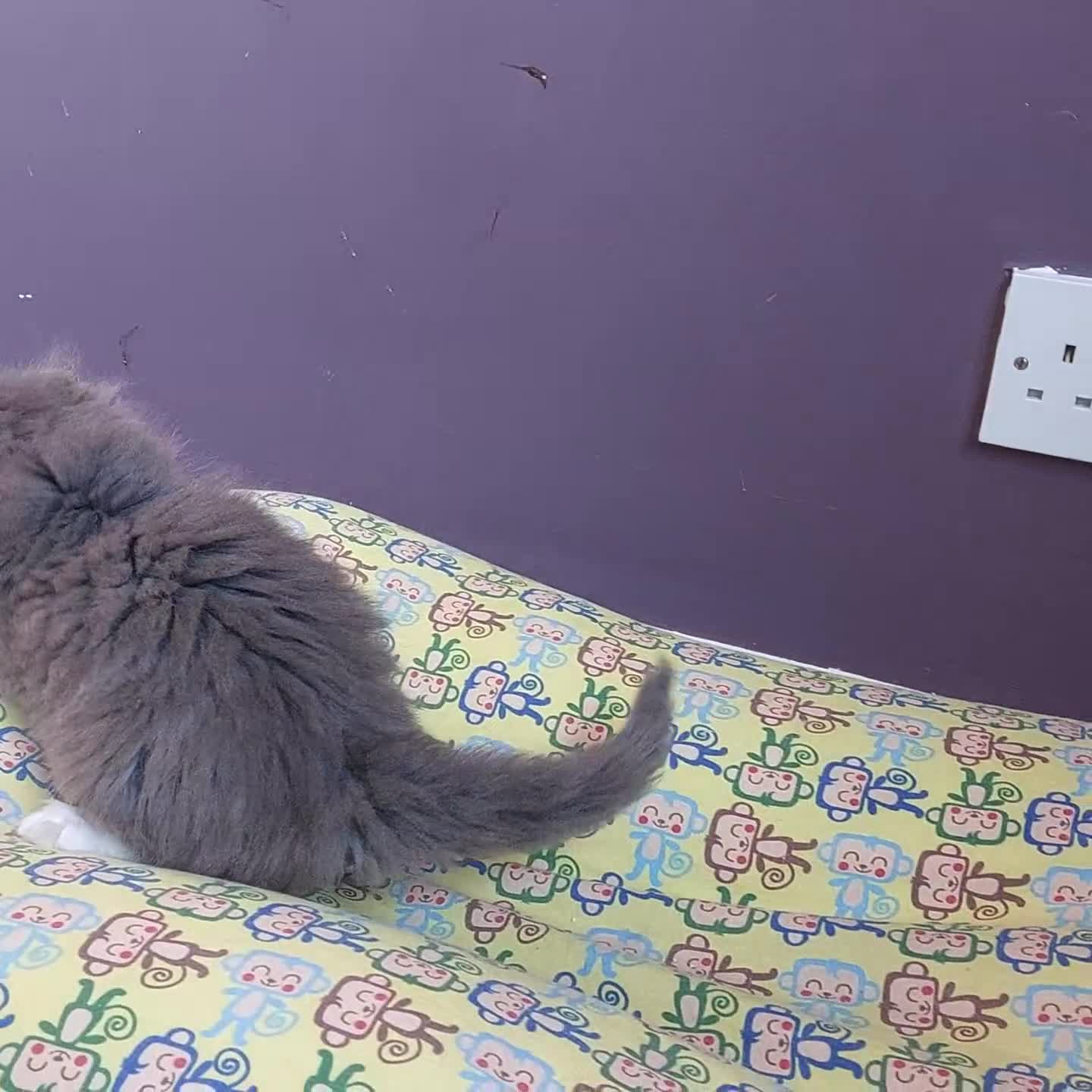 Norwegian Forest Cat cats for sale: GCCF PEDIGREE NORWEGIAN FOREST KITTEN READY NOW! - Video 4