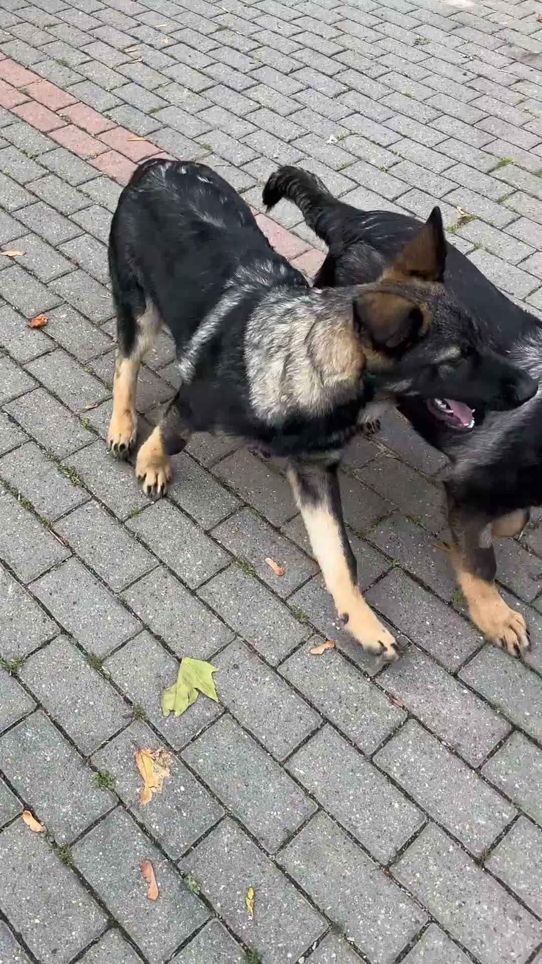 German Shepherd dogs for sale: 2 STUNNING GERMAN SHEPHERD BOYS  - Video 1