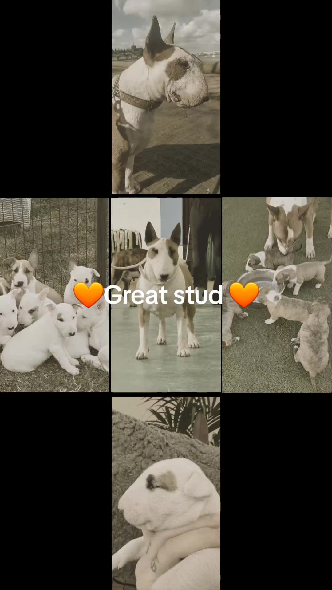 Bull Terrier dogs for stud: Stud English Bull Terrier  - Video 4
