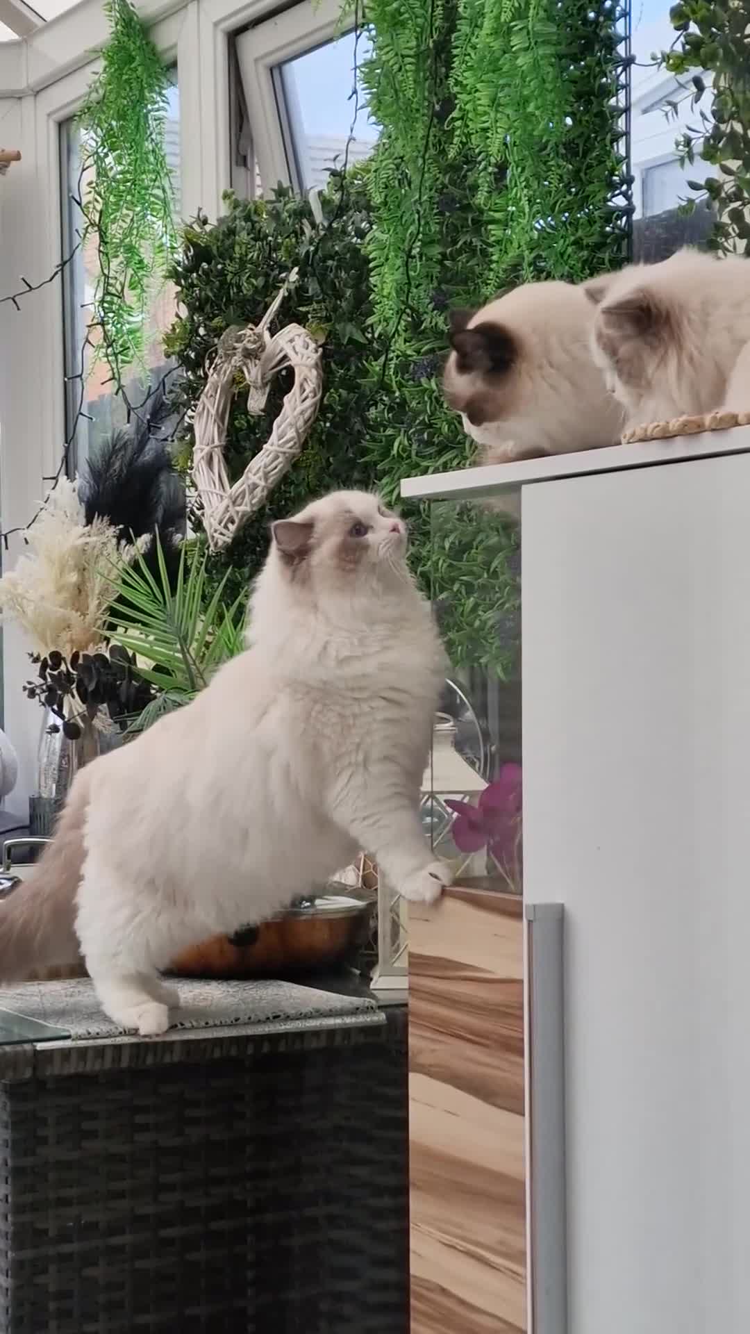 Ragdoll cats for sale: 🌸Stunning TICA🏆Kittens | Award winning cattery🌸 in Slough - Video 3