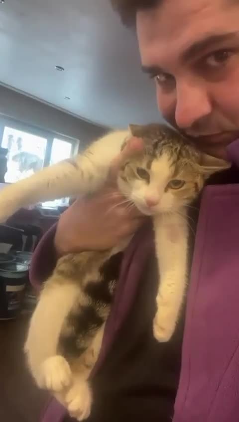 Mixed Breed cats for adoption: Alexa for adoption in Doncaster - Video 1