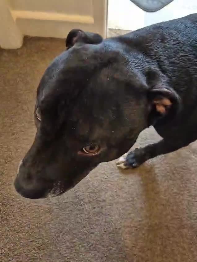 Mixed Breed dogs for adoption: 💙PO💙 5 yo boy- gentle, kind and loving soul in Worthing - Video 3