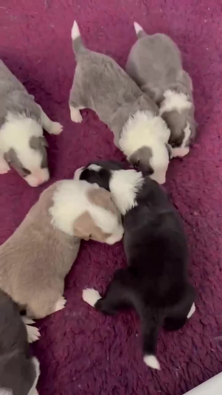 Border Collie dogs for sale: Outstanding Border Collie Puppies - Video 1