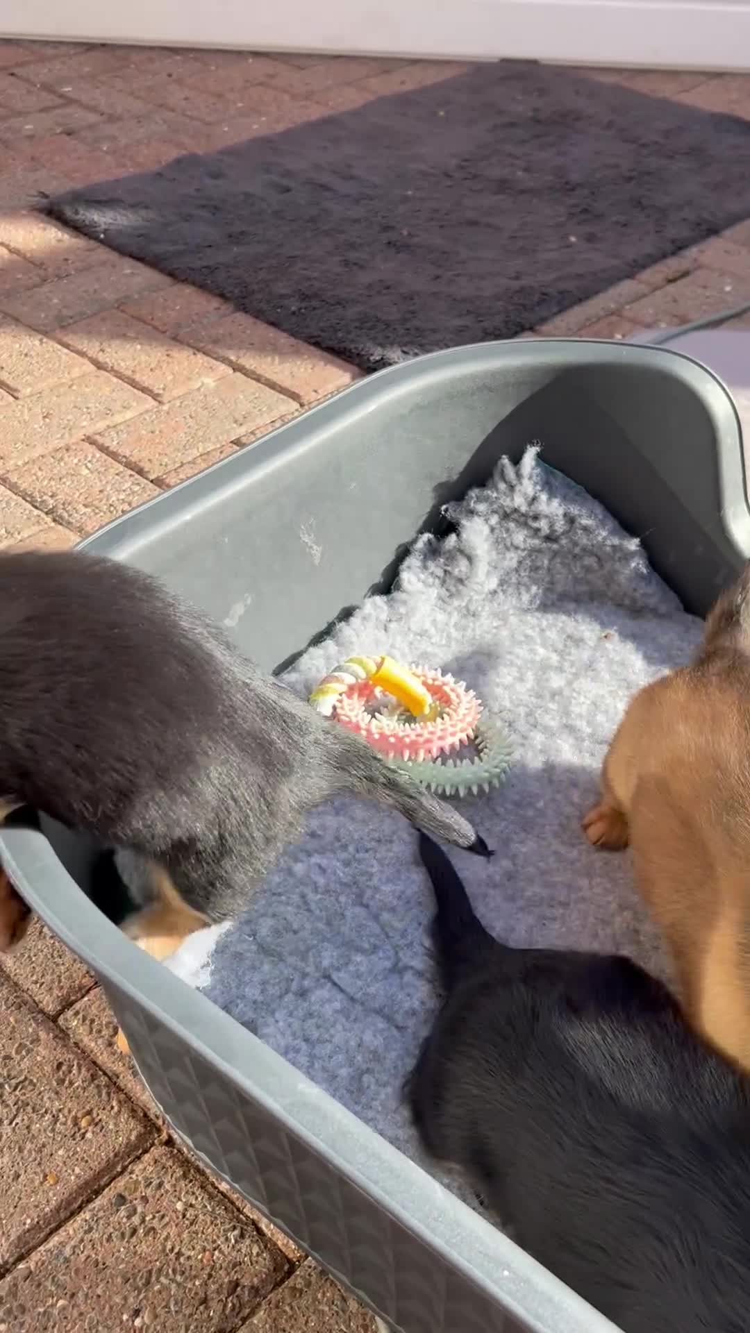 Miniature Dachshund dogs for sale: 5 Beautiful Miniature Dachshund Puppies  - Video 1