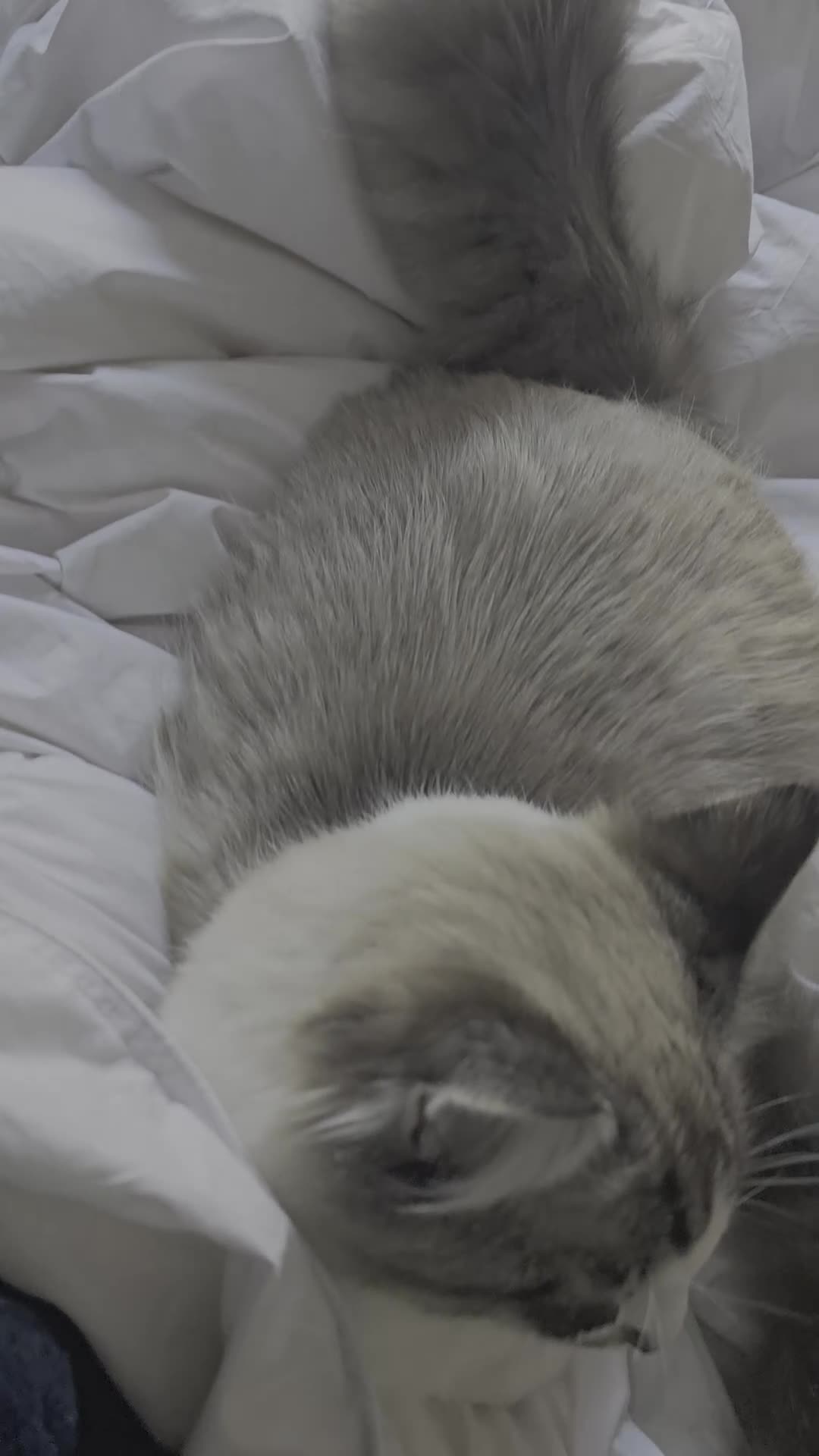 Ragdoll cats for sale: Effy and Ocean  - Video 1