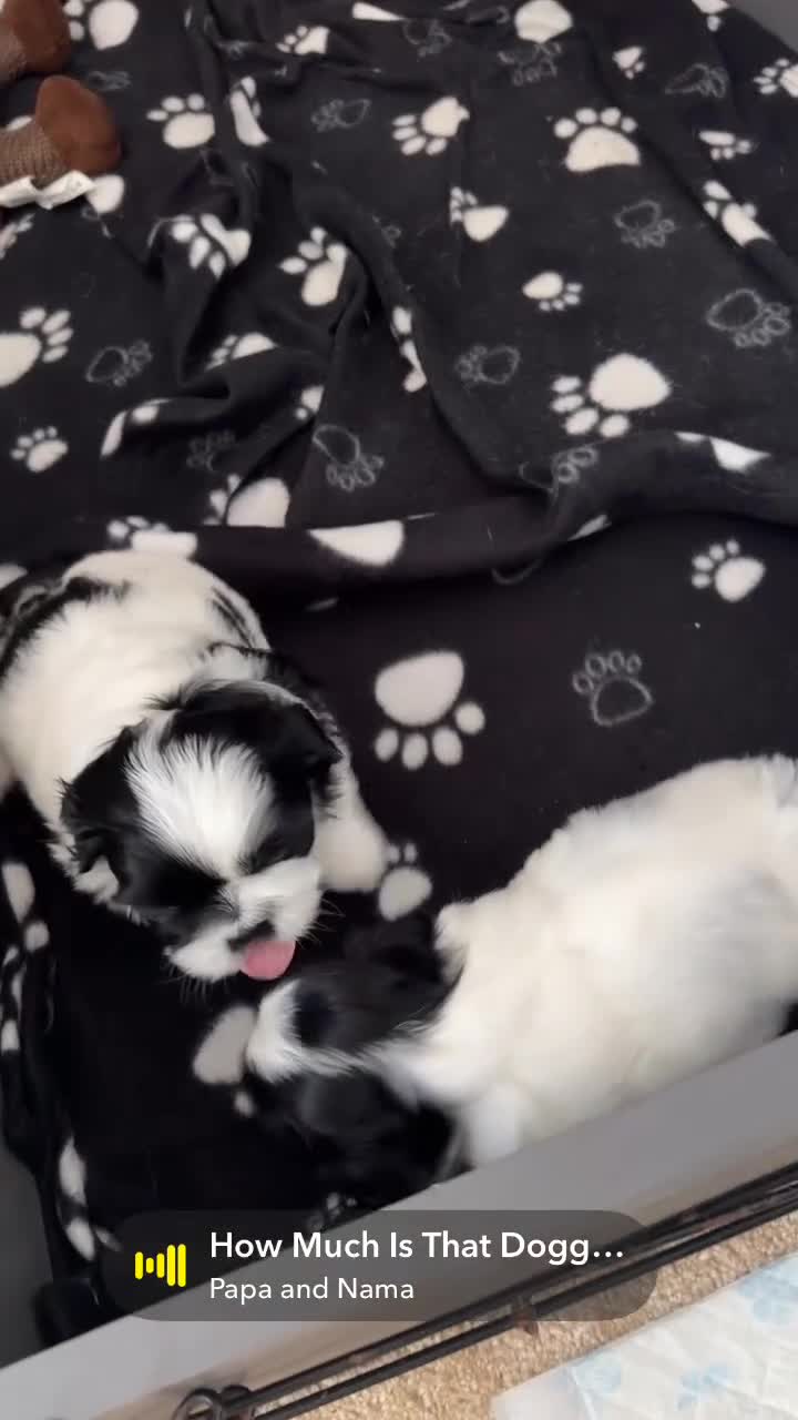 Shih Tzu dogs for sale: Shih Tzu puppies  - Video 1