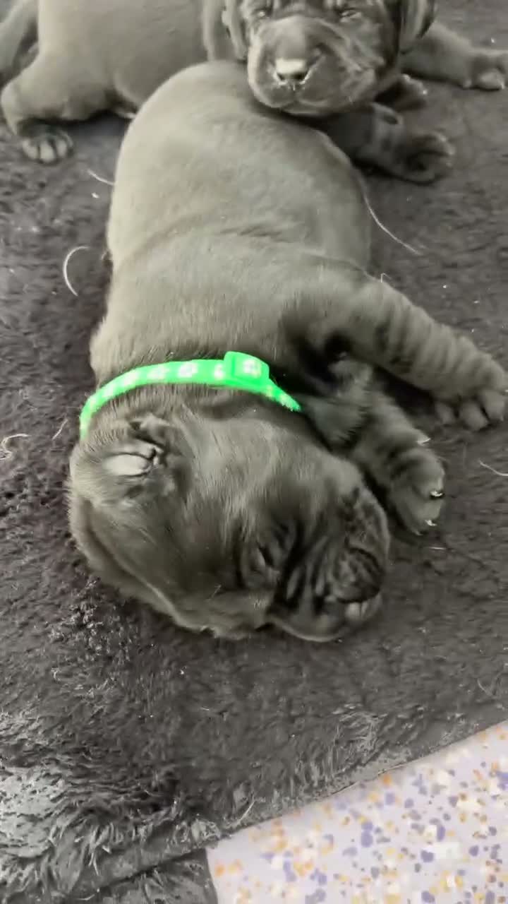 Labrador Retriever dogs for sale: Labrador puppies - Video 4