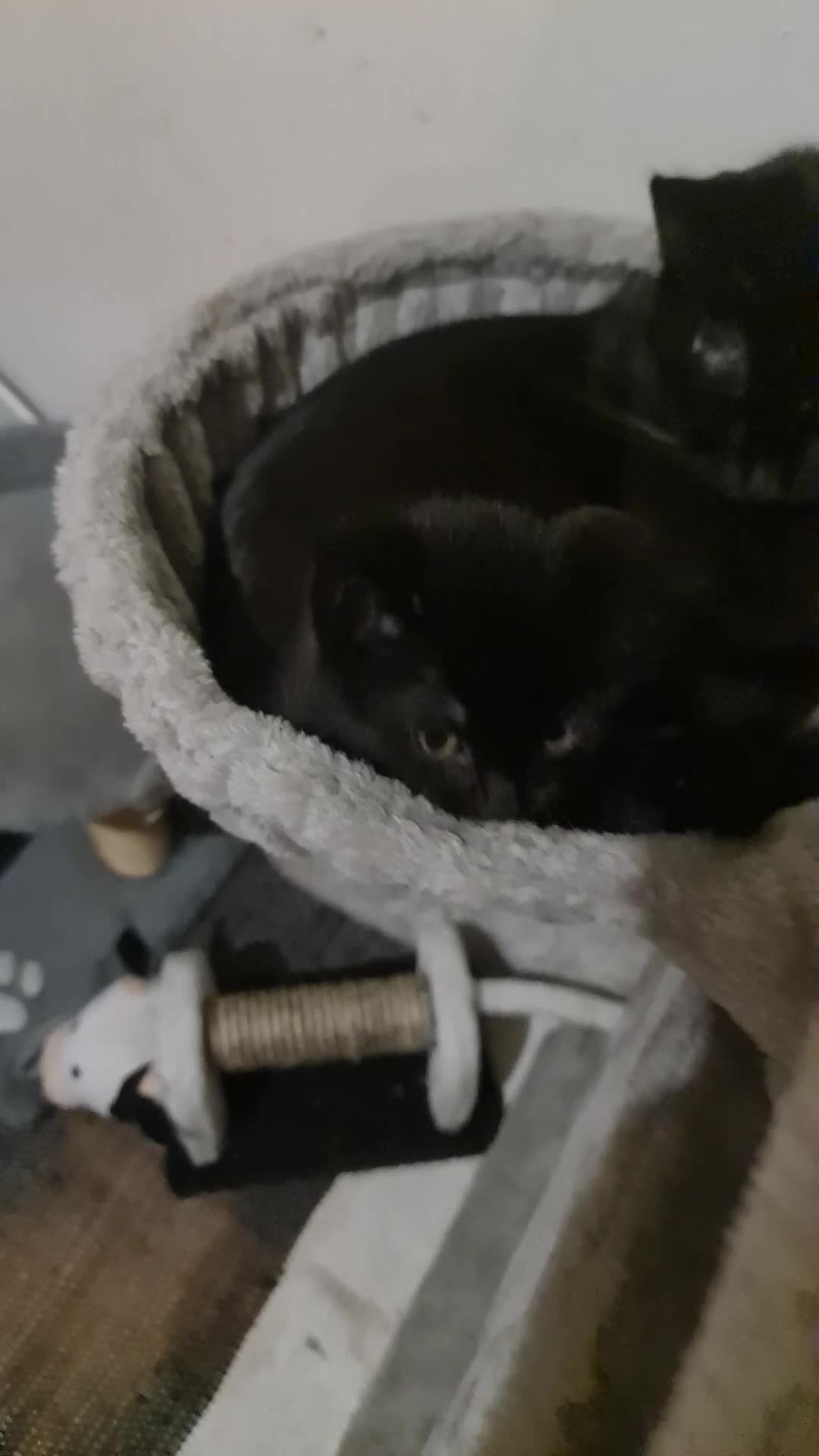 Mixed Breed cats for sale: Black Kitten – Ready 16th March (1 Available) - Video 1