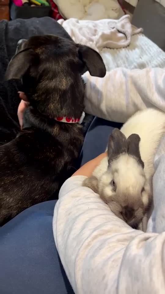 Sallander rabbits for sale: Handsome Sallander male rabbit  - Video 2