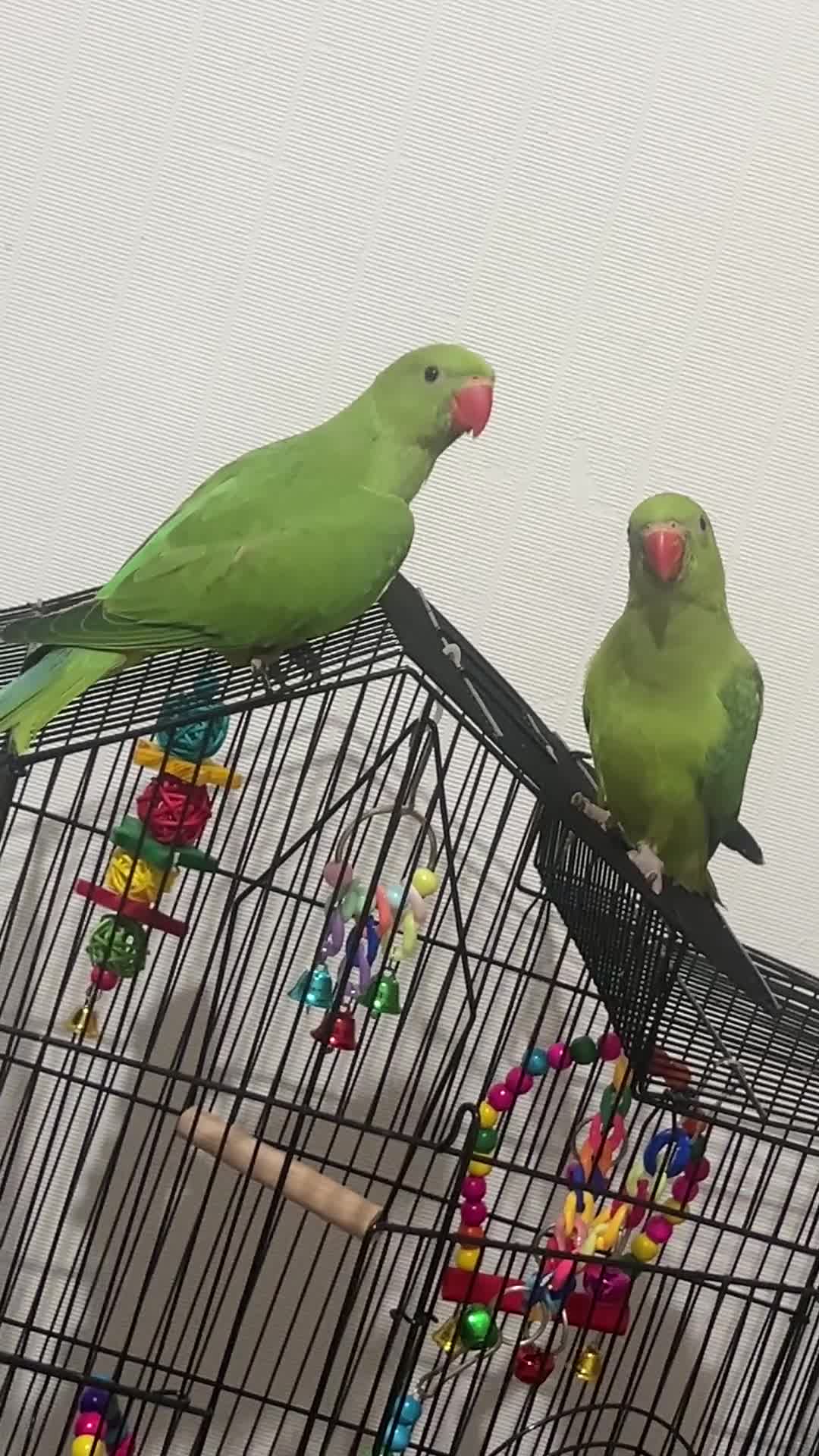 Parrots birds for sale: Indian ring neck green parrots  - Video 2