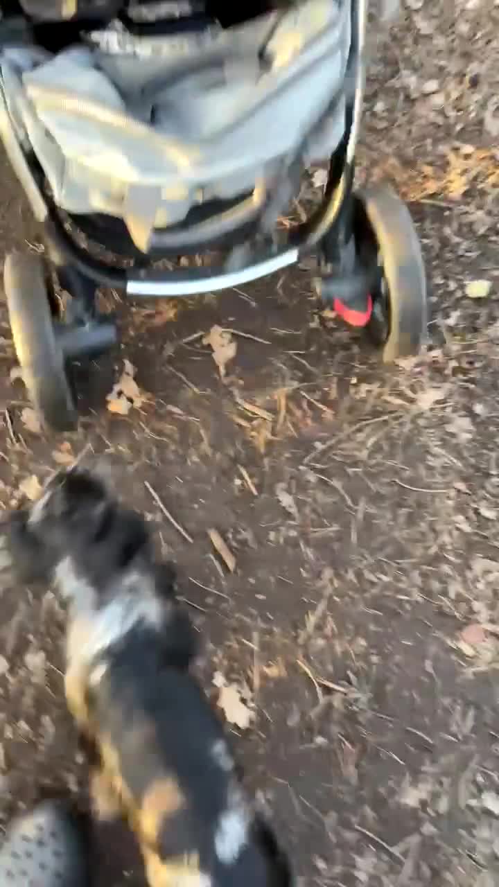 Cocker Spaniel dogs for sale: cocker girl  - Video 1
