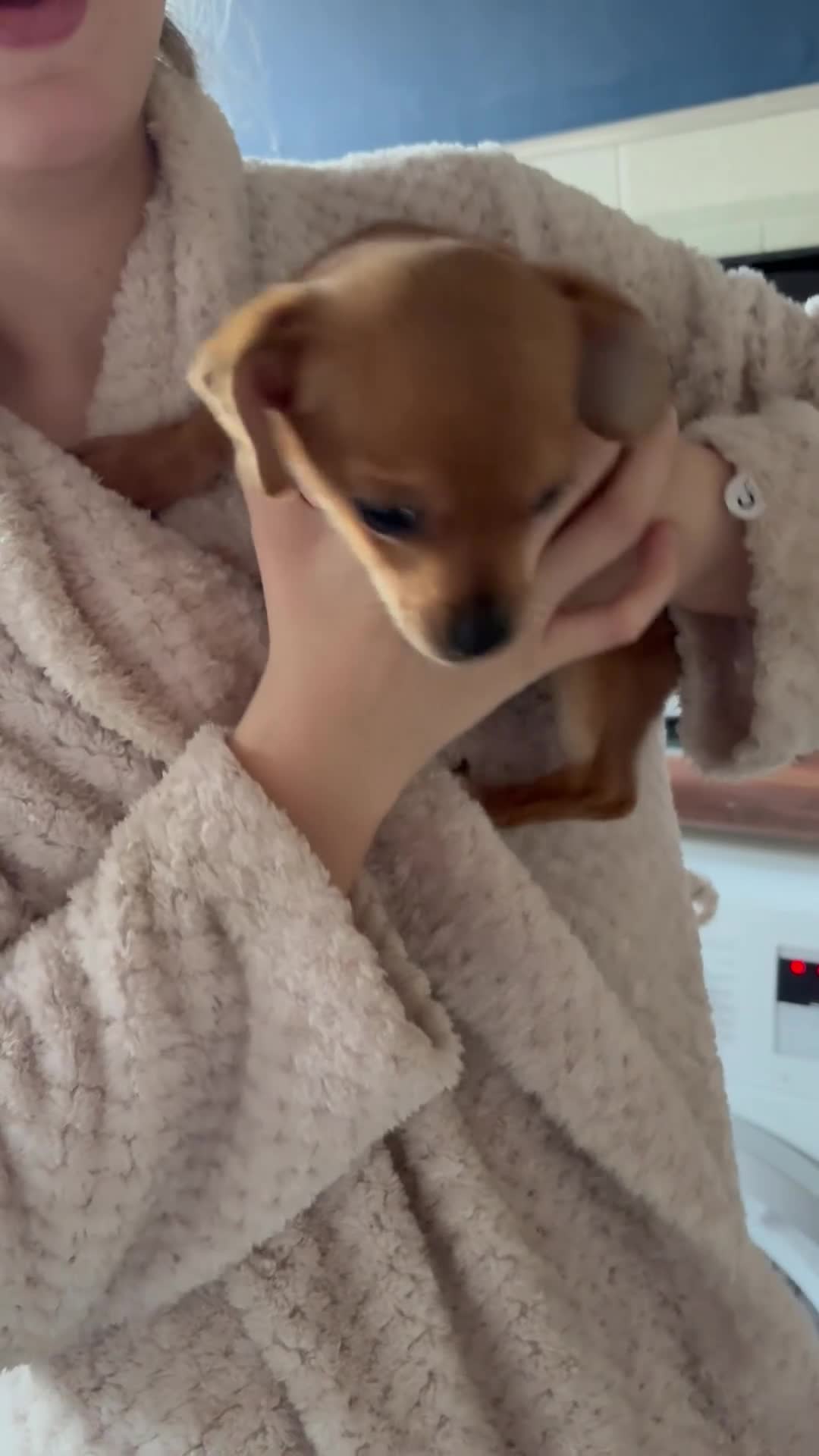 Mixed Breed dogs for sale: 1 beautiful female puppy  - Video 1