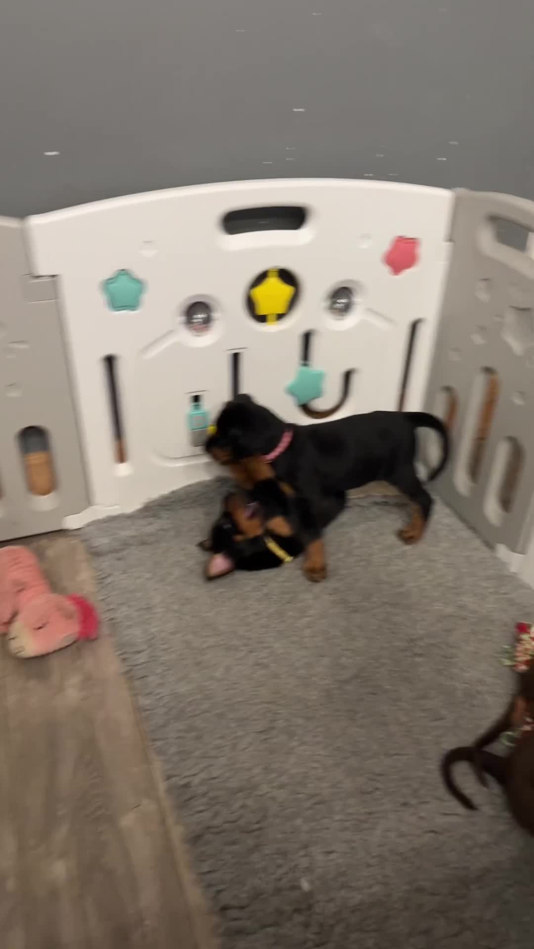 Dobermann dogs for sale: OUTSTANDING FULL EUROPEAN DOBERMAN - Video 1