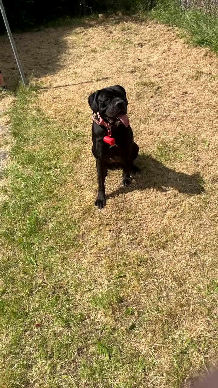 Cane Corso dogs for sale: Cane corso  - Video 5