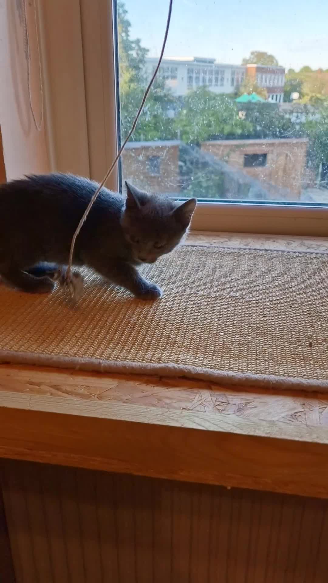 Russian Blue cats for sale: Russian Blue female kitten - Last one - Video 2