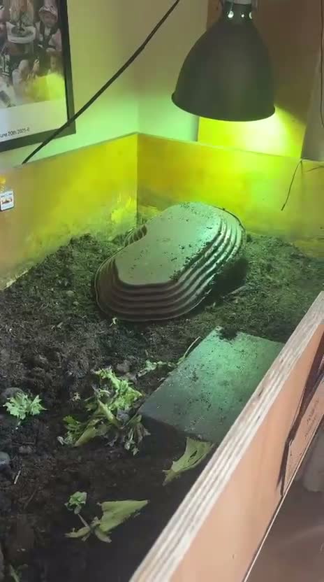 Tortoise reptiles for sale: Horsefield tortoise  in Sheffield - Video 2