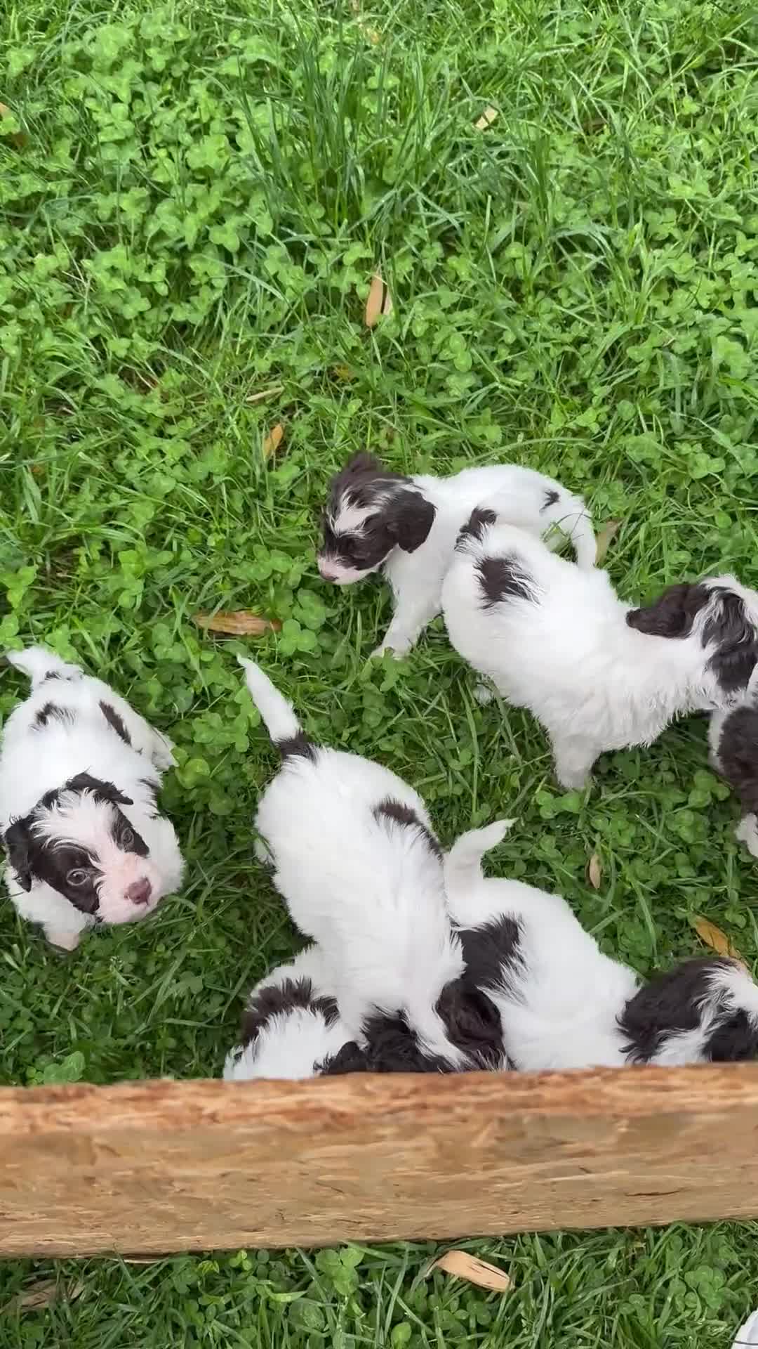 Cockapoo dogs for sale: Cockapoo F1 puppies  - Video 1
