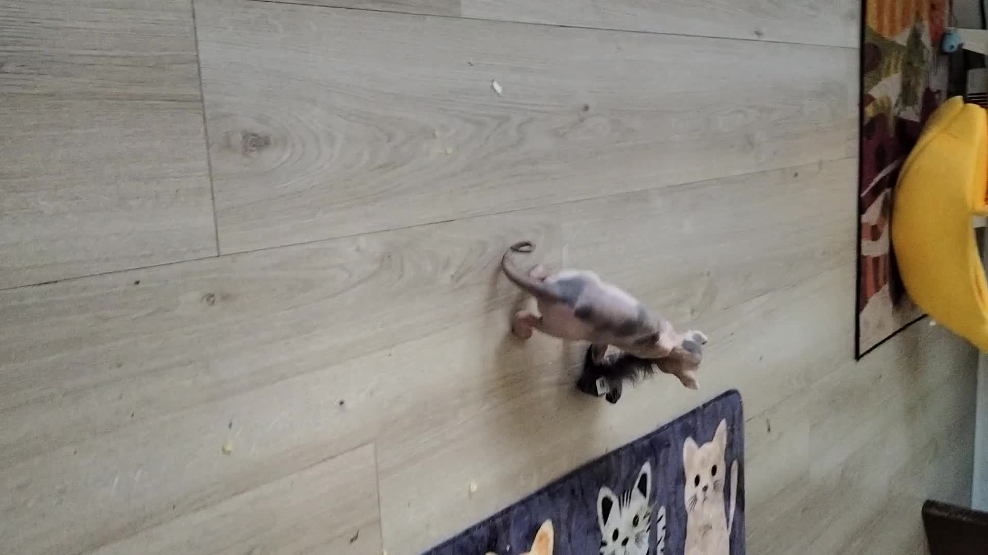Sphynx cats for sale: Sphynx kitten. - Video 1