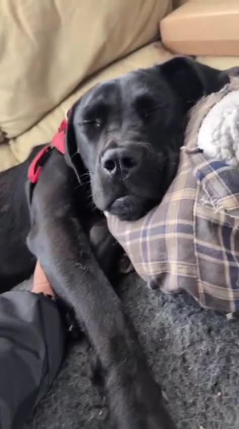 Boxer dogs for sale: 1 YEAR OLD CALM FEMALE BOXER  - Video 2