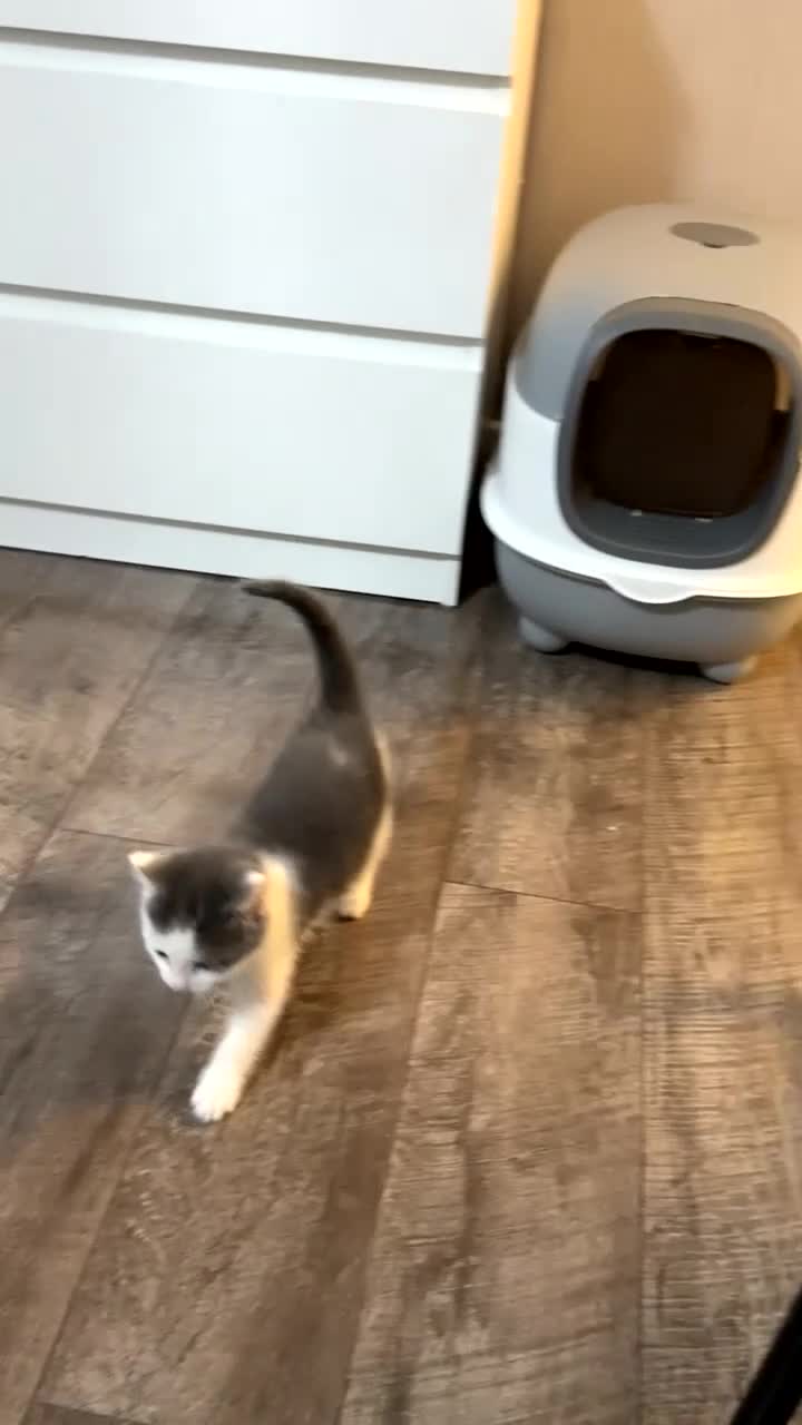 British Shorthair cats for sale: Adorable Kittens looking for a loving home  - Video 2