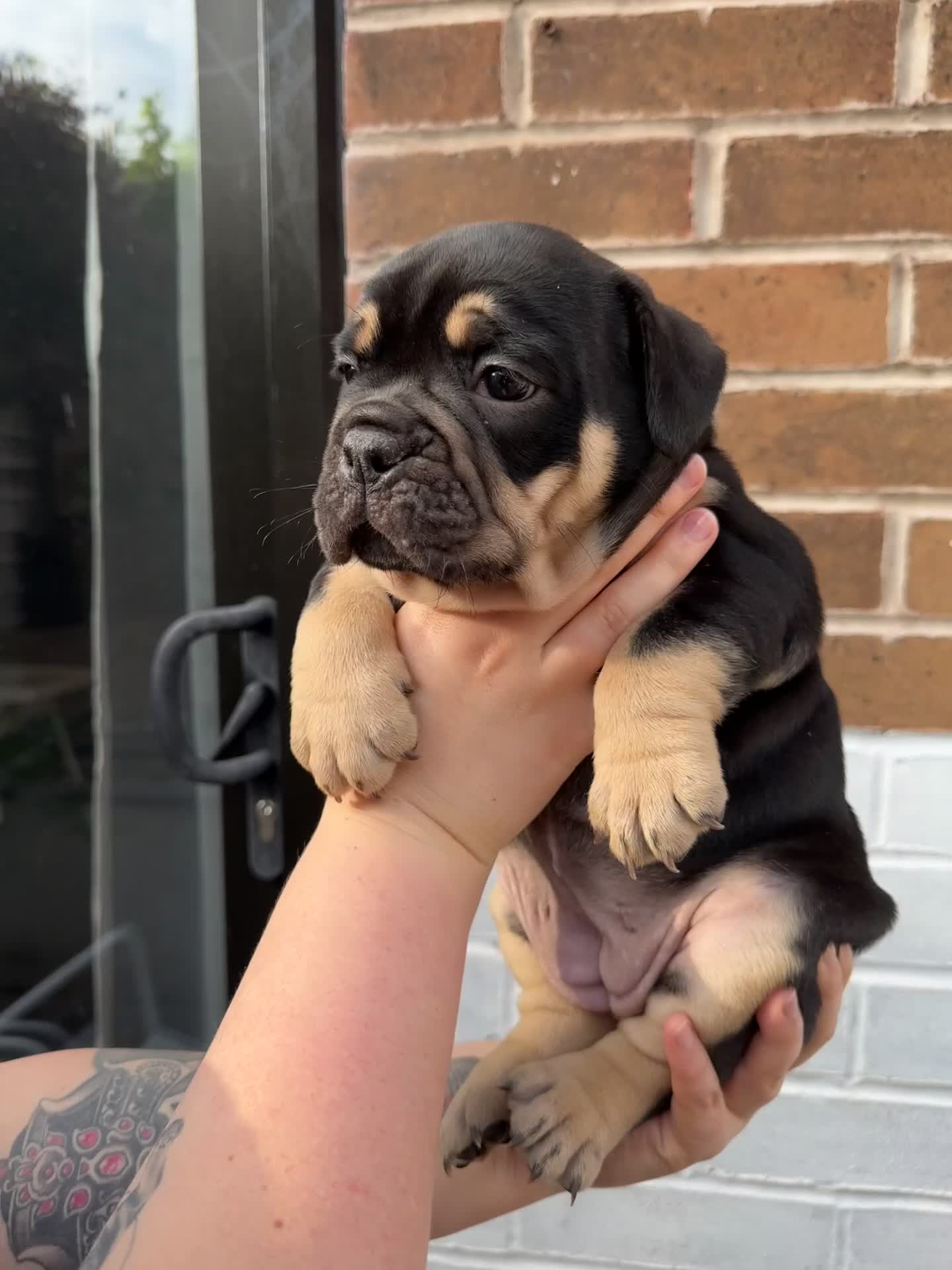 Olde English Bulldogge dogs for sale: Champion Sired Health Tested OEB puppies - Video 2