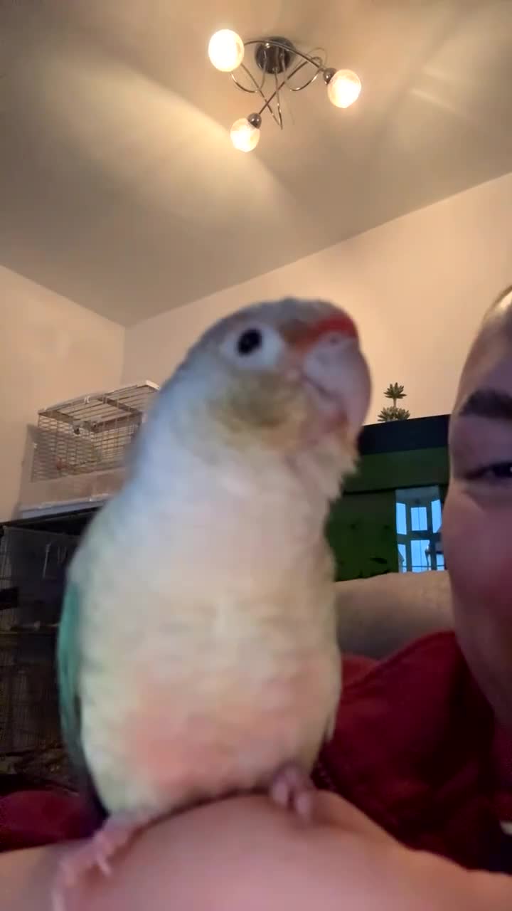 Conures birds for sale: Bingo conure  - Video 1