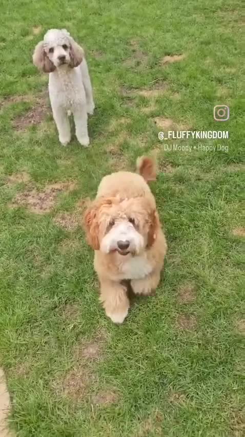 Labradoodle dogs for stud: HIP 0/0 ELBOW 0/0! 100% AUSTRALAIN LABRADOODLE in Kettering - Video 1