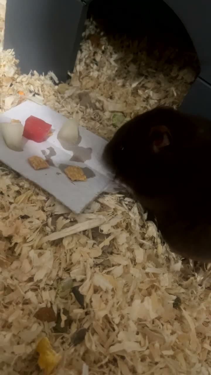 Hamster rodents for sale: male syrian hamster  - Video 4