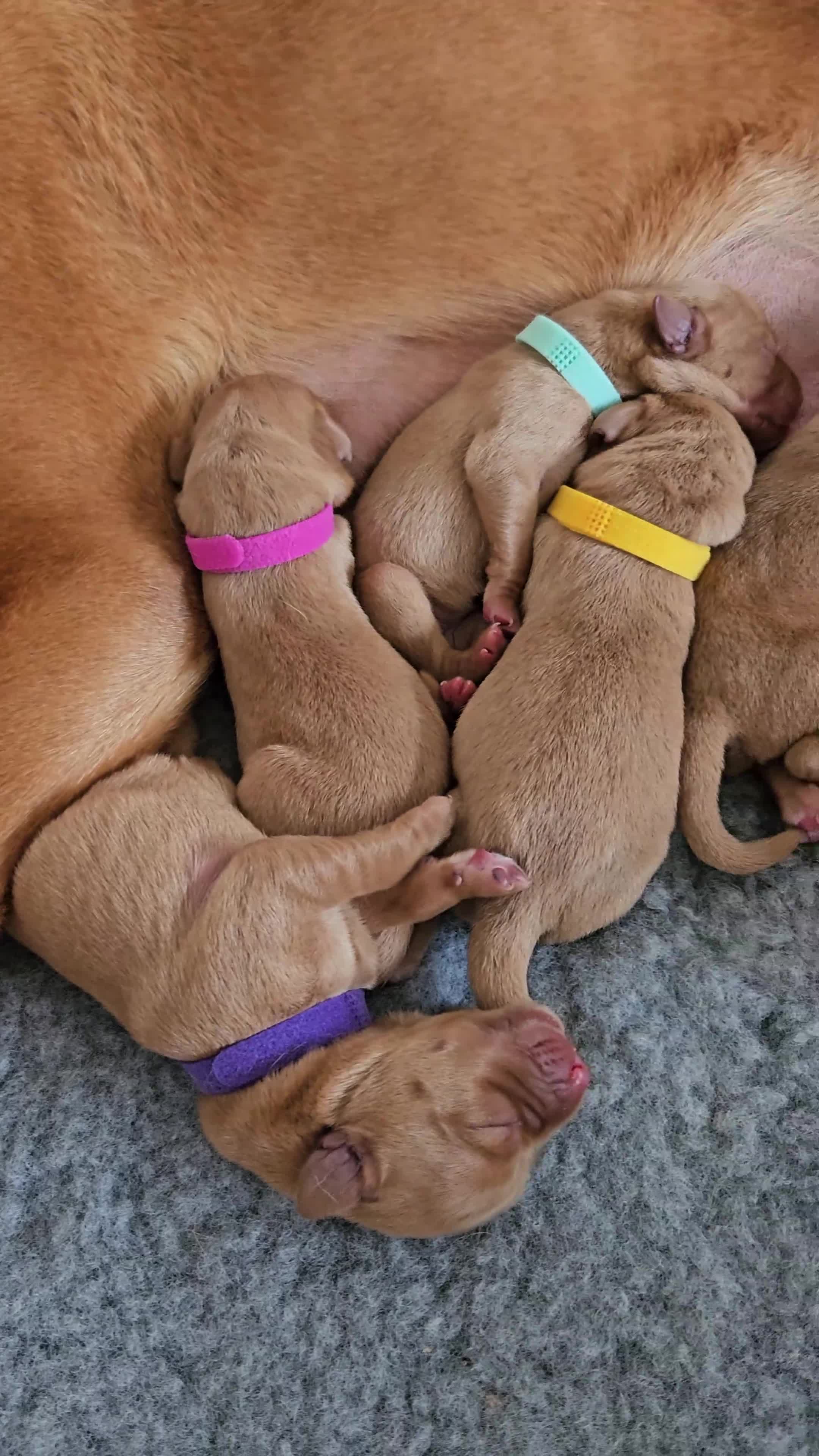 Labrador Retriever dogs for sale: Fox Red Labrador Retriever KC Registered puppies in Wetherby - Video 5