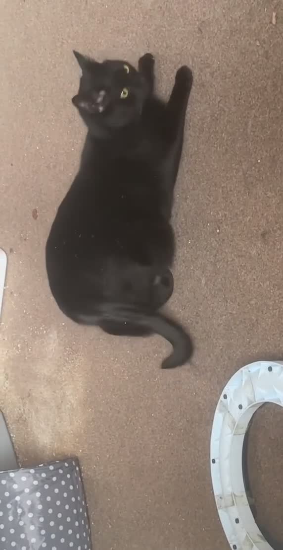 Bombay cats for sale: Shadow - Gentle playful boy - Video 3
