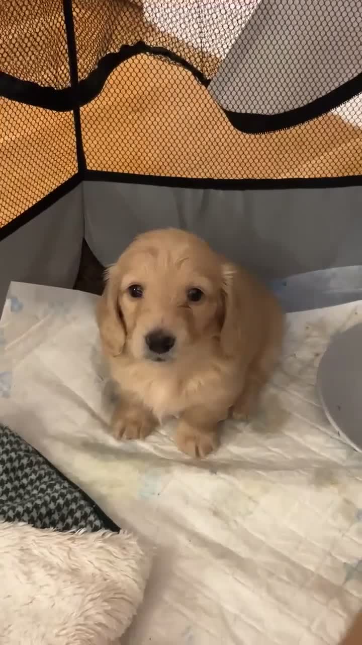 Miniature Dachshund dogs for sale: English cream longhair miniature daschound  - Video 5