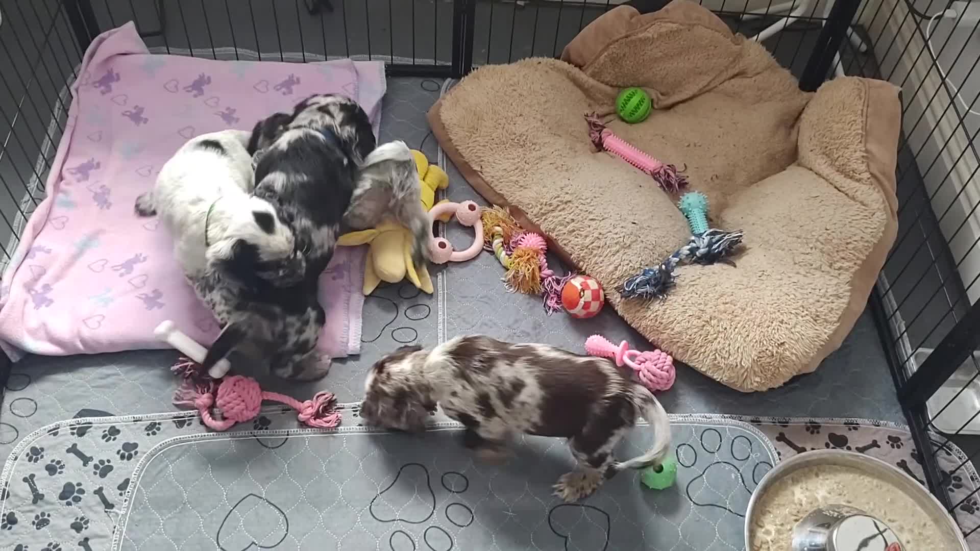 Sprocker dogs for sale: STRIKING SPROCKER SPANIEL PUPPIES  - Video 1