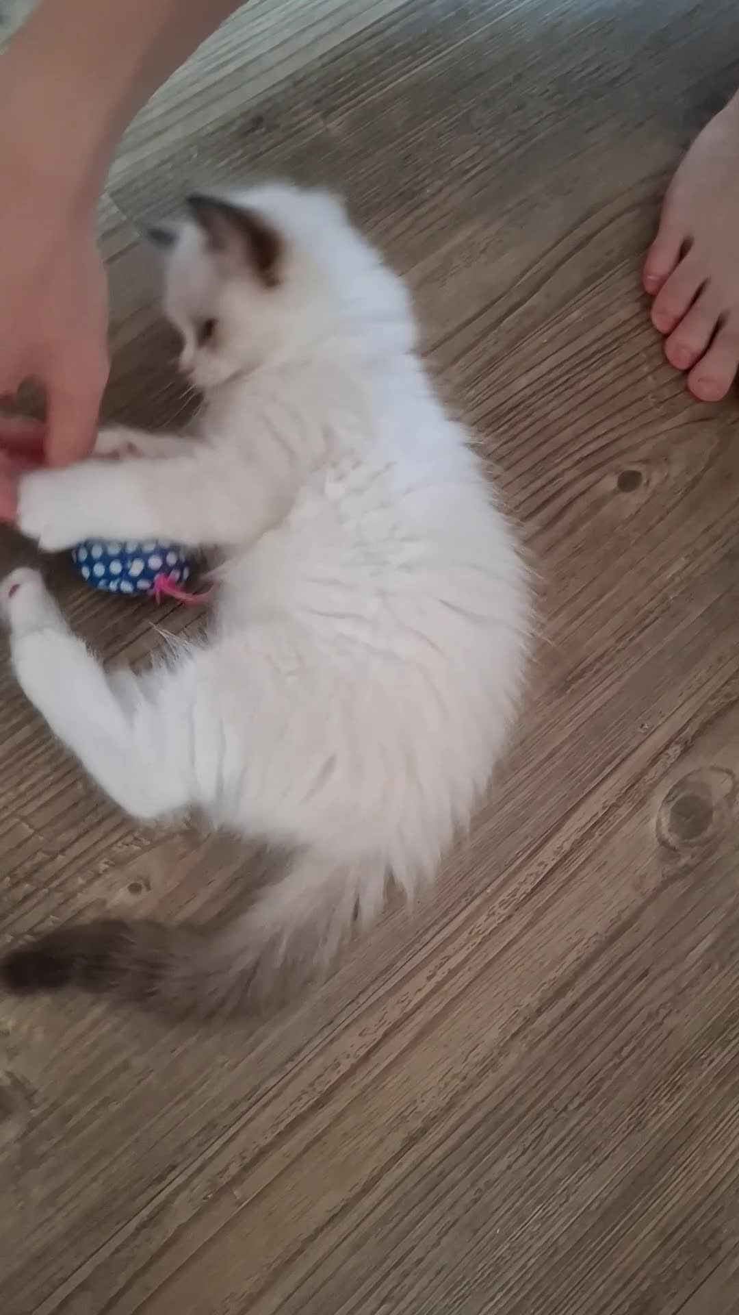 Ragdoll cats for sale: Two beautiful sealpoint ragdoll kittens for sale  in Wellingborough - Video 1