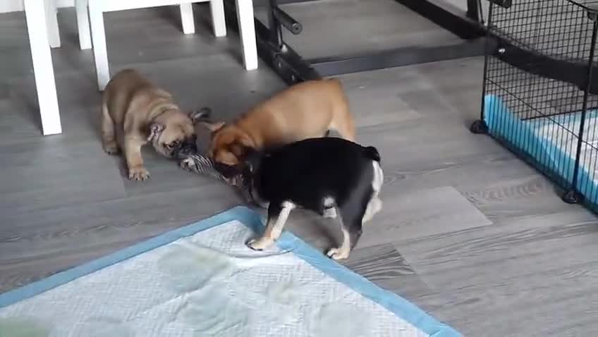 French Bulldog dogs for sale: French bulldog  - Video 2