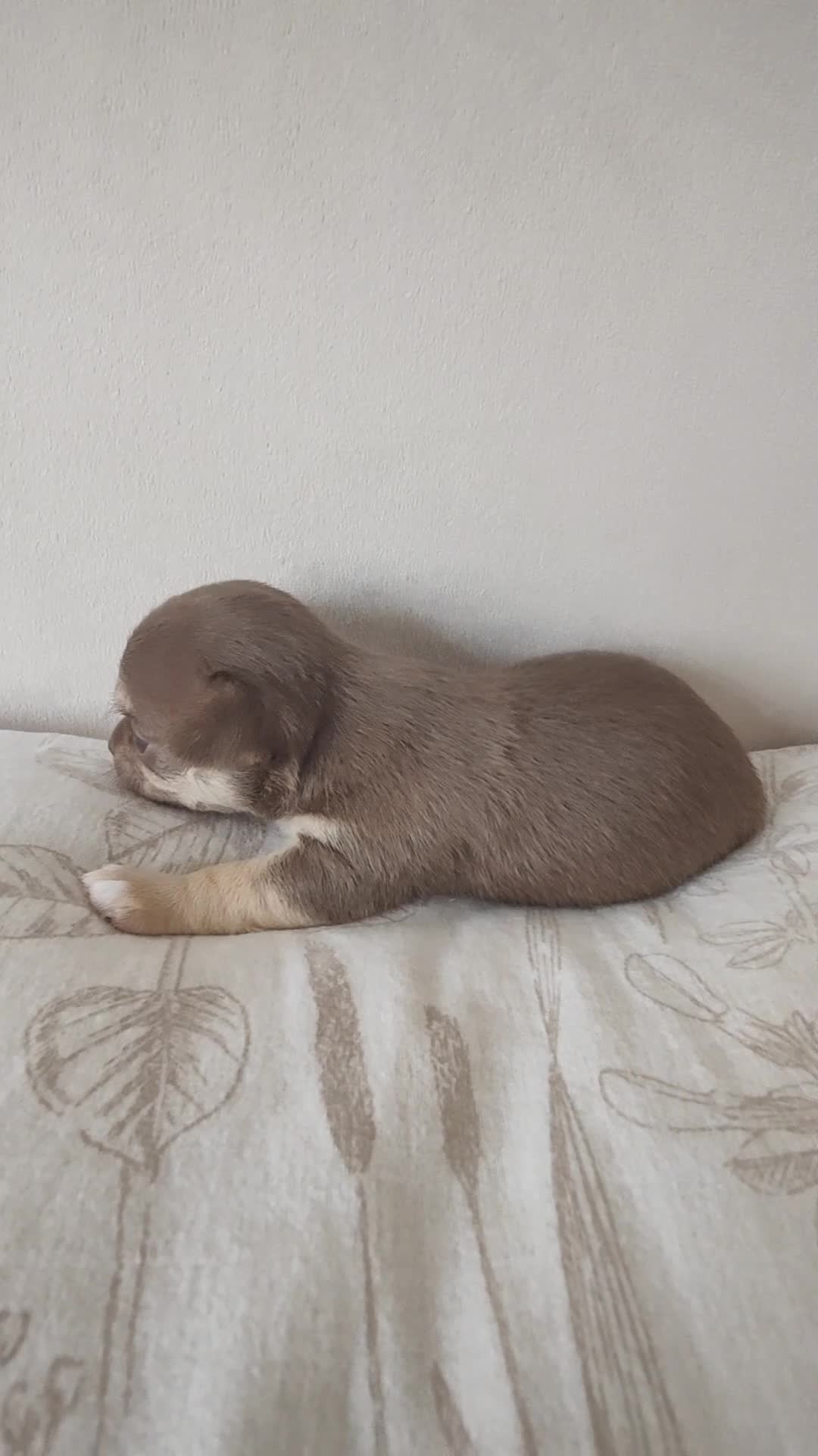 Chihuahua dogs for sale: 🌻Cute purebred chihuahua puppies🌻 - Video 5