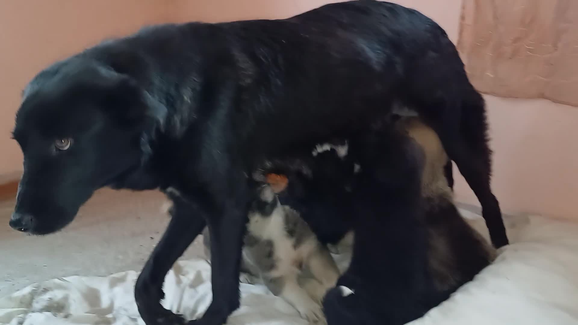 Mixed Breed dogs for adoption: Meet BLUE !  A lovely young boy, for a Loving Home - Video 2