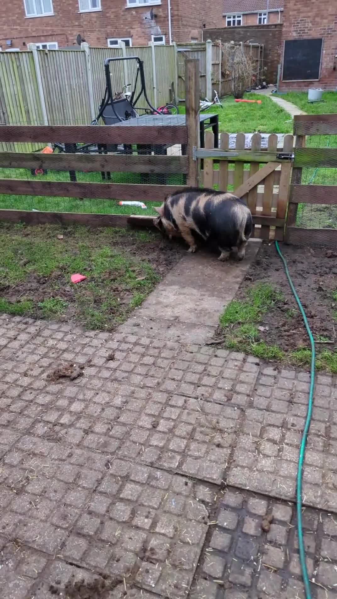 Pig livestock for sale: 2 kunekune boys in Norwich - Video 1