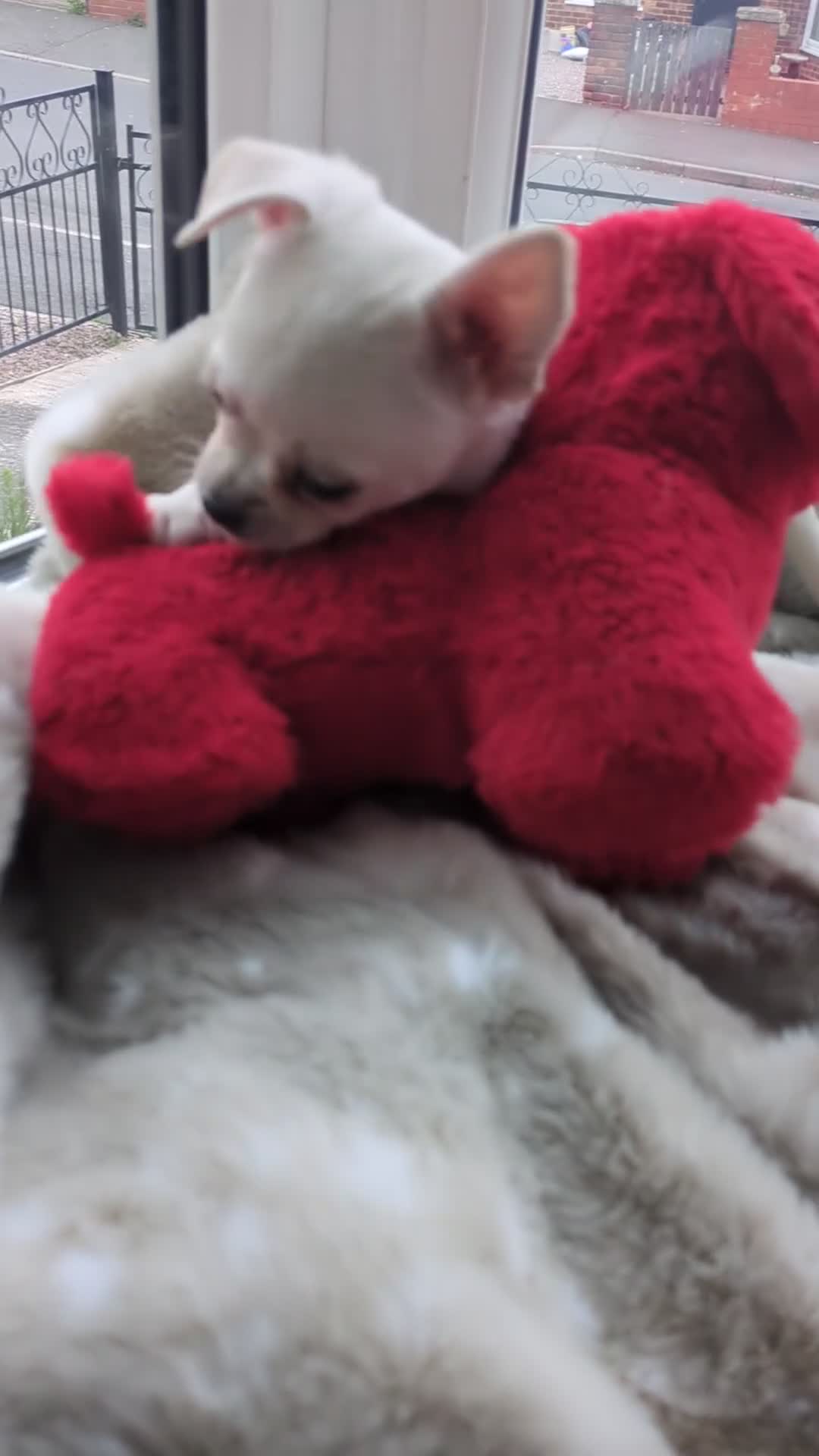 Chihuahua dogs for sale: Superb Longhaired pedigree toy chihuahuas - Video 4