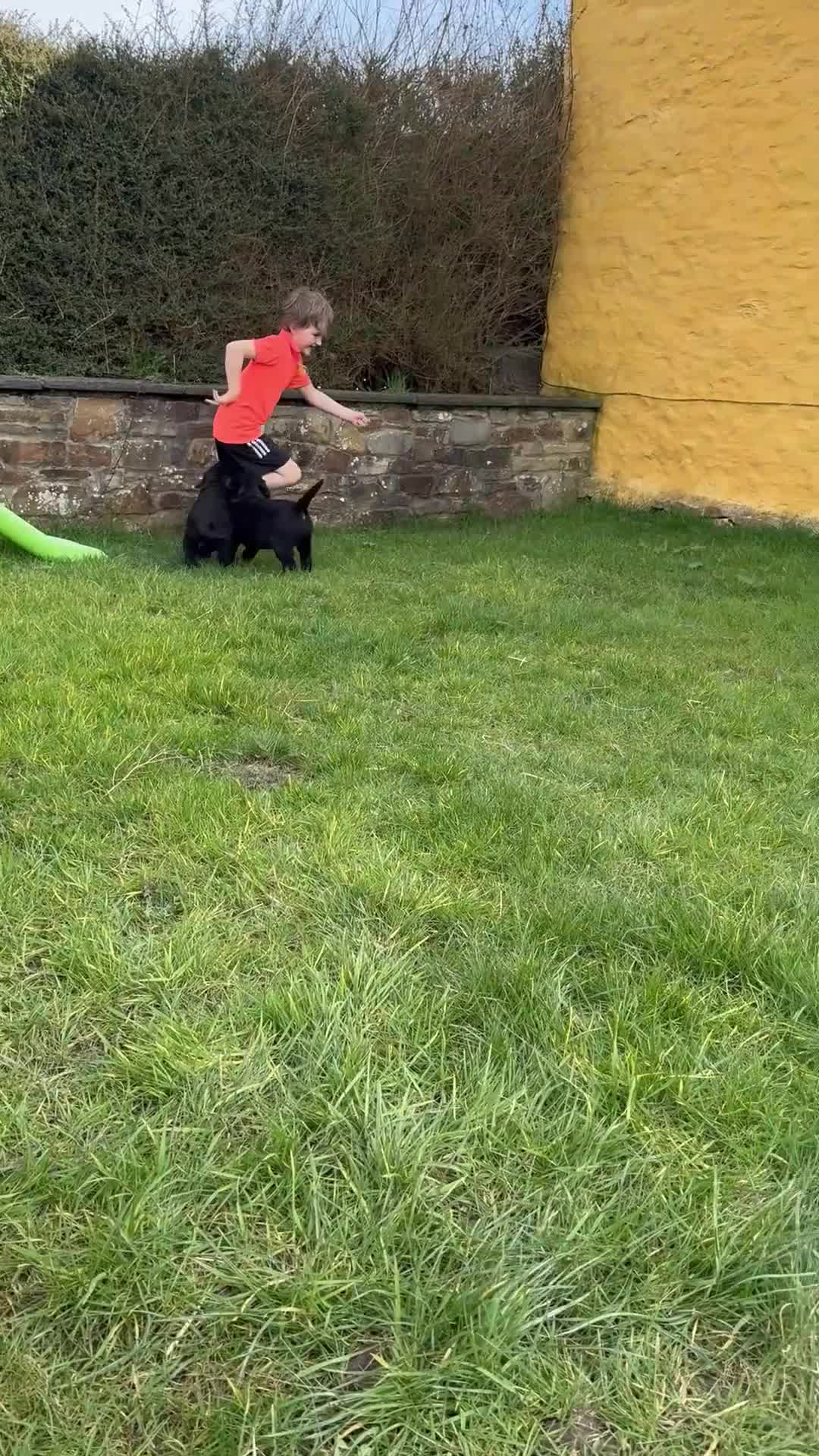 Labrador Retriever dogs for sale: Super chunky and cuddly babies - Video 1