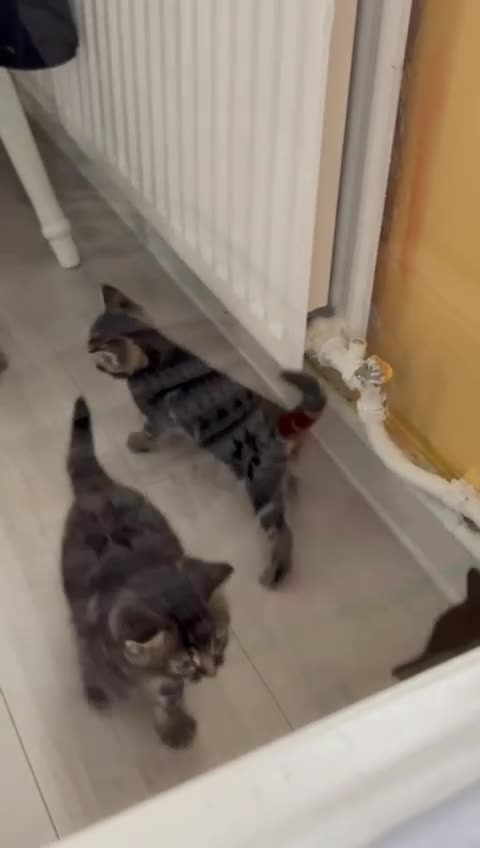 Mixed Breed cats for sale: Ch417dp  - Video 3