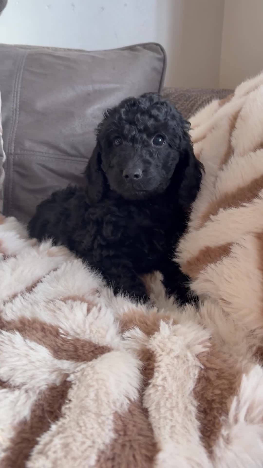 Cockapoo dogs for sale: The most incredible F1b Cockapoo’s  - Video 1
