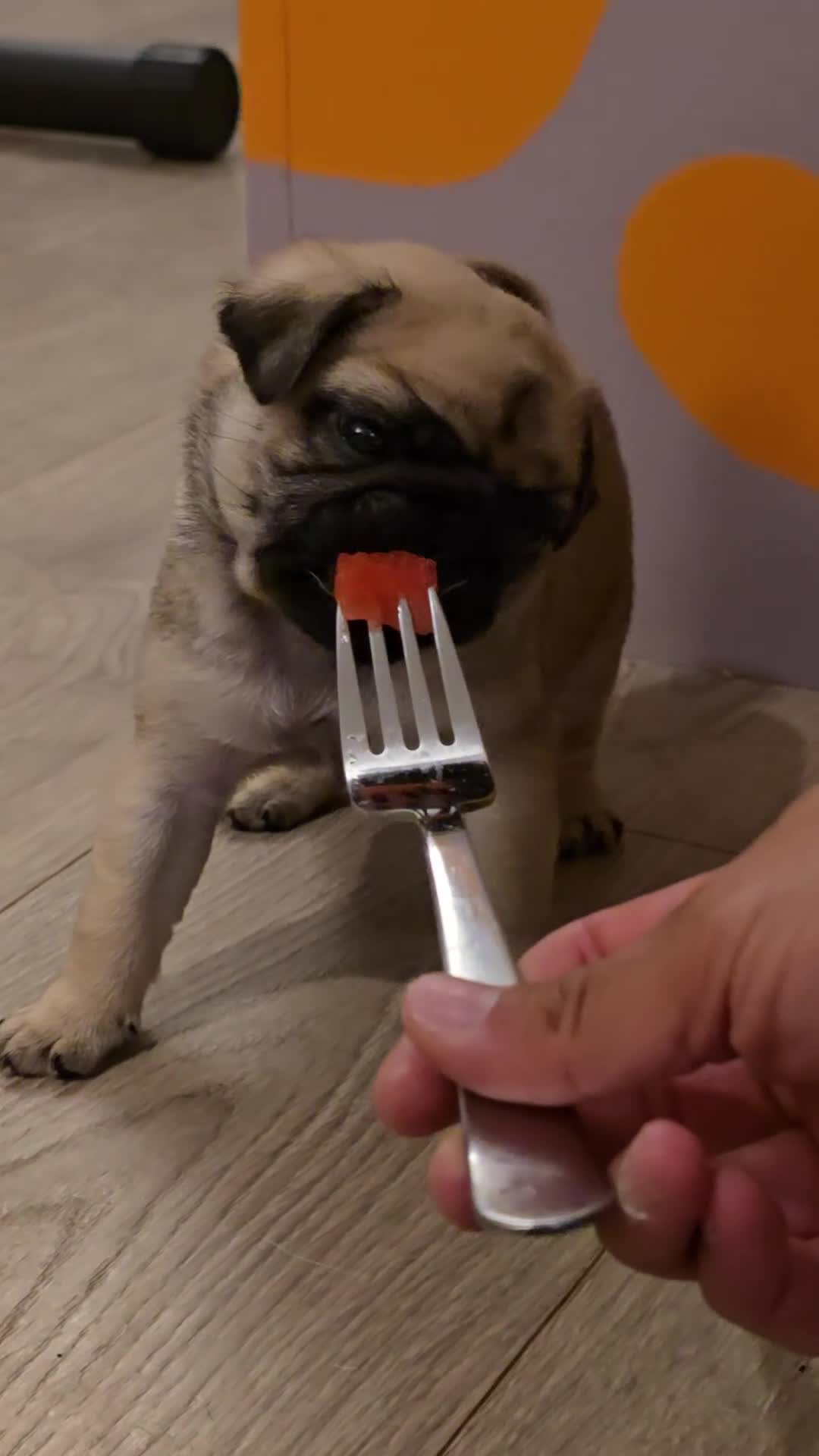 Pug dogs for sale: Grumpy & Happy 🐾 Two Fawn Male Pug Puppies - Video 2