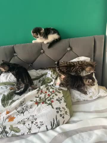 Mixed Breed cats for sale: 4 striped kittens - Video 1