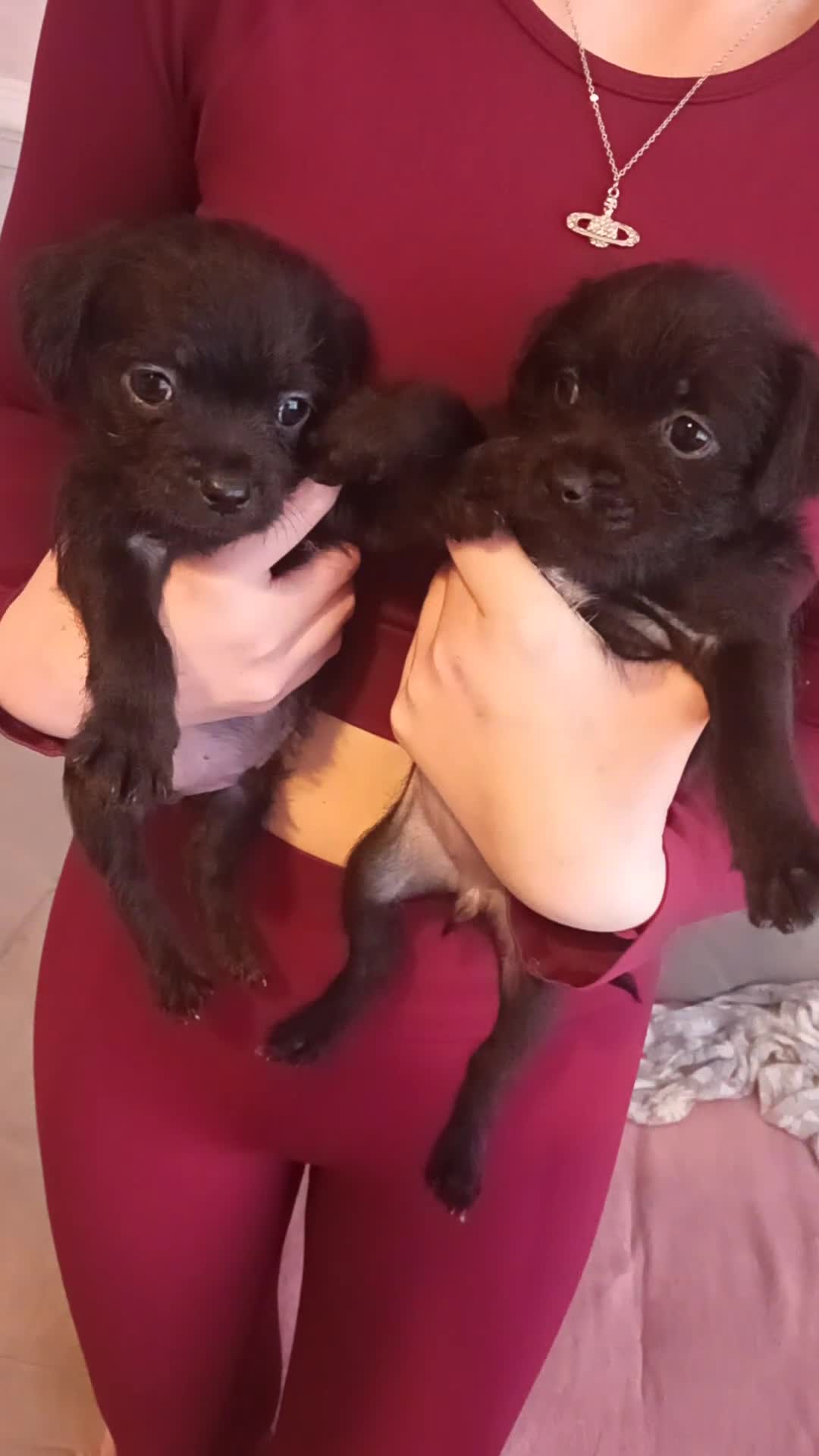 Jug dogs for sale: Six Jug puppies looking for forever home - Video 1