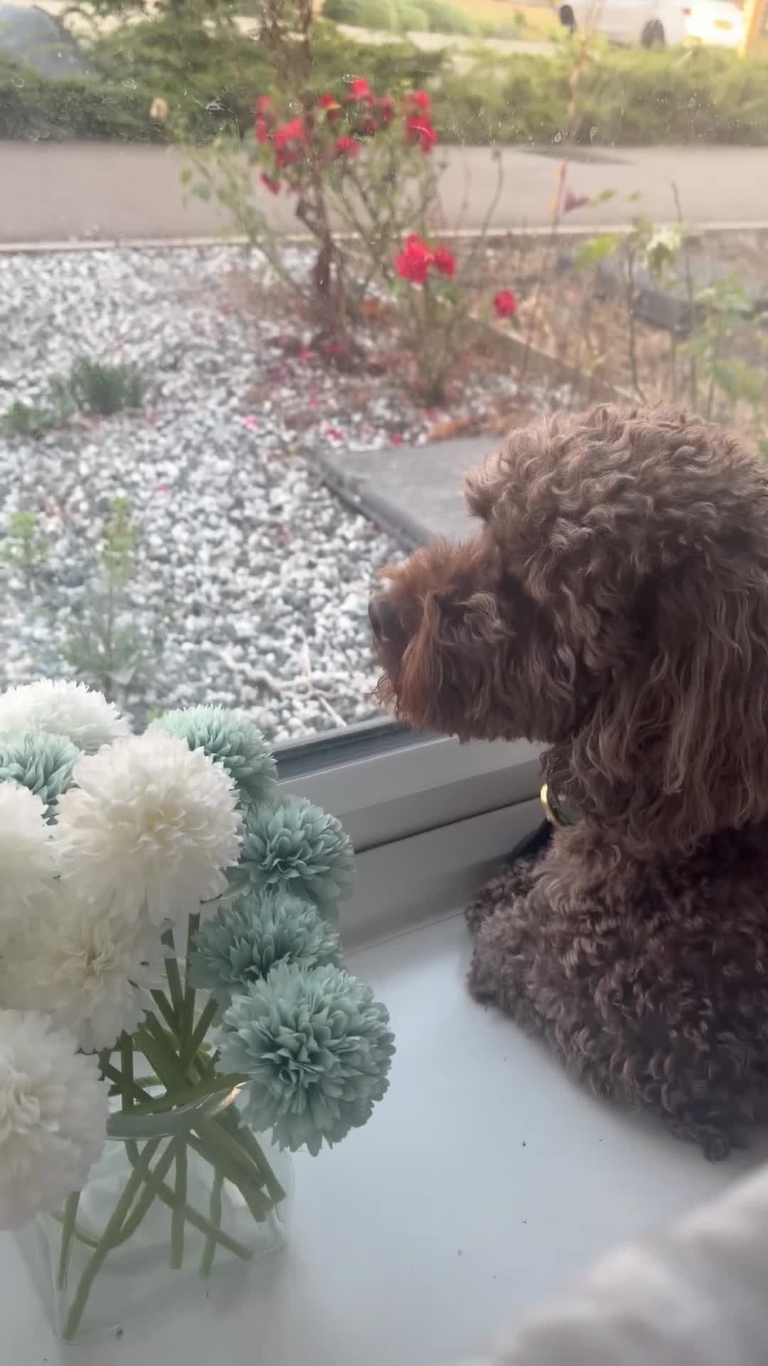 Cockapoo dogs for stud: Hugo  in Cambridge - Video 1