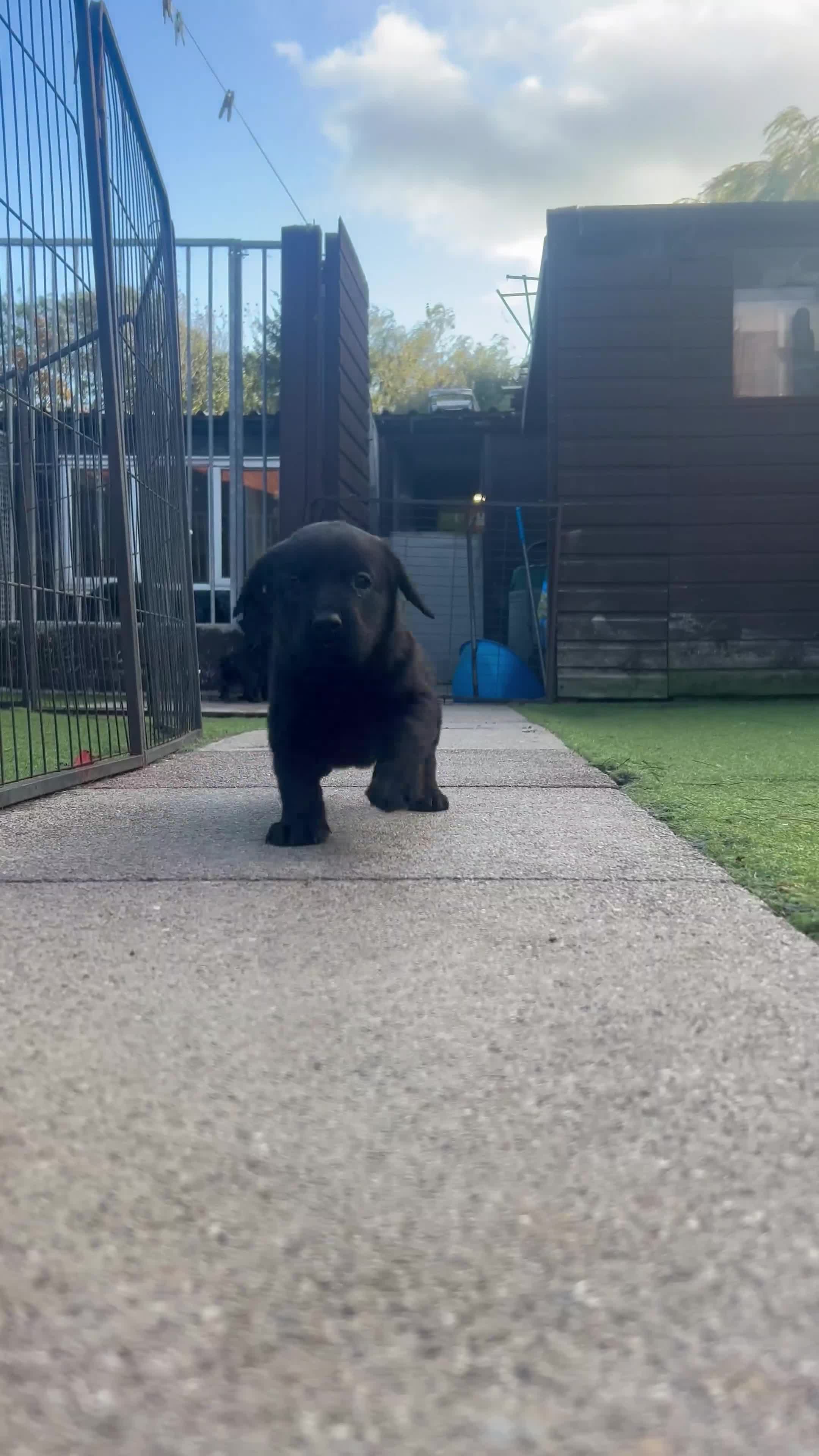 Cockerdor dogs for sale: Cockerdor puppies for sale - Video 3