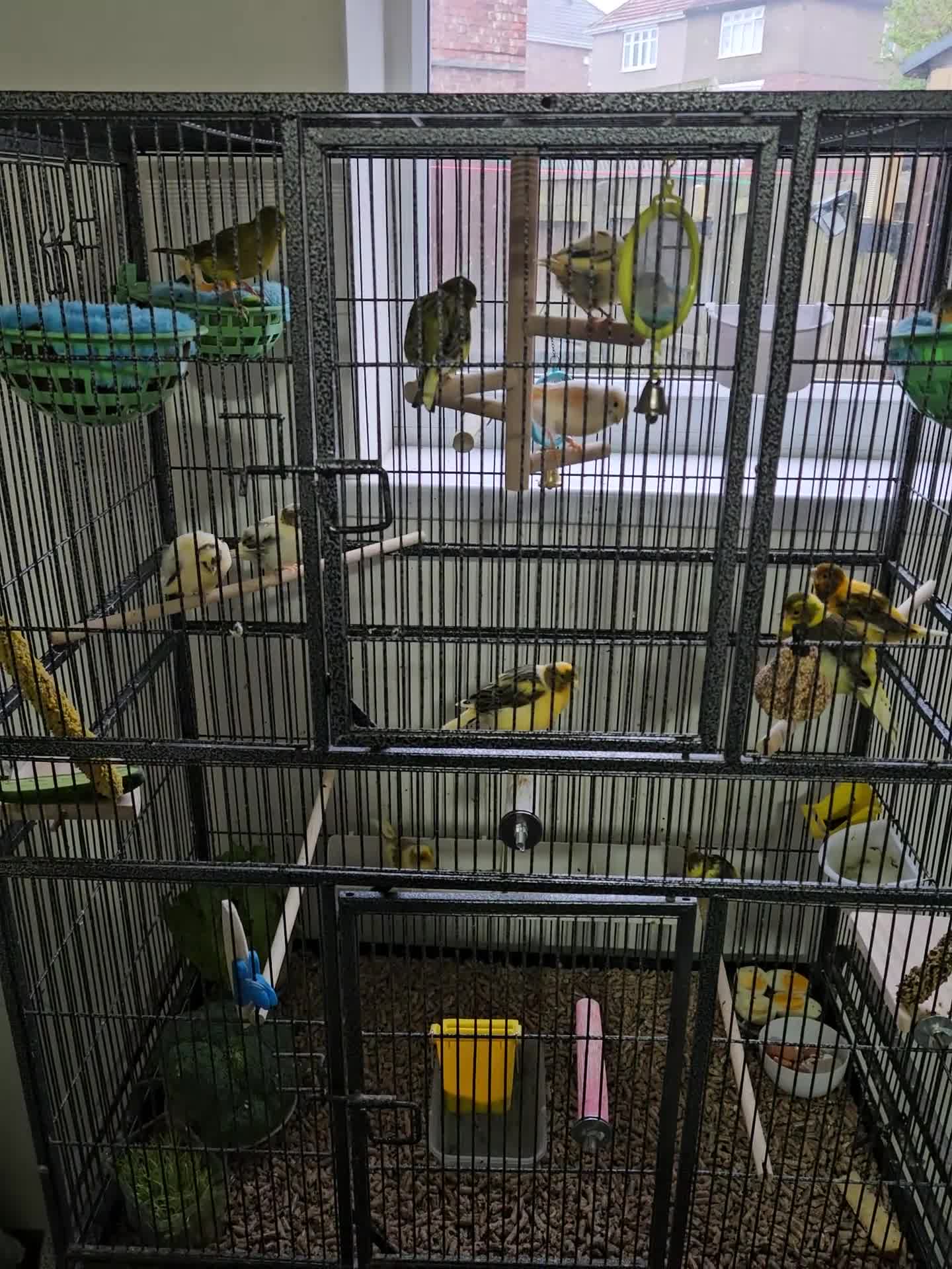 Canaries birds for sale: Baby Canaries for sale in South Shields - Video 2