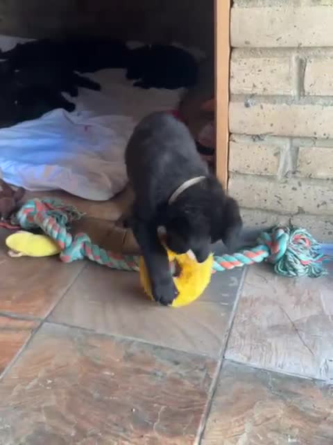 German Shepherd dogs for sale: Exceptional KC Reg DDR GSD Puppies Rare Bloodlines - Video 2