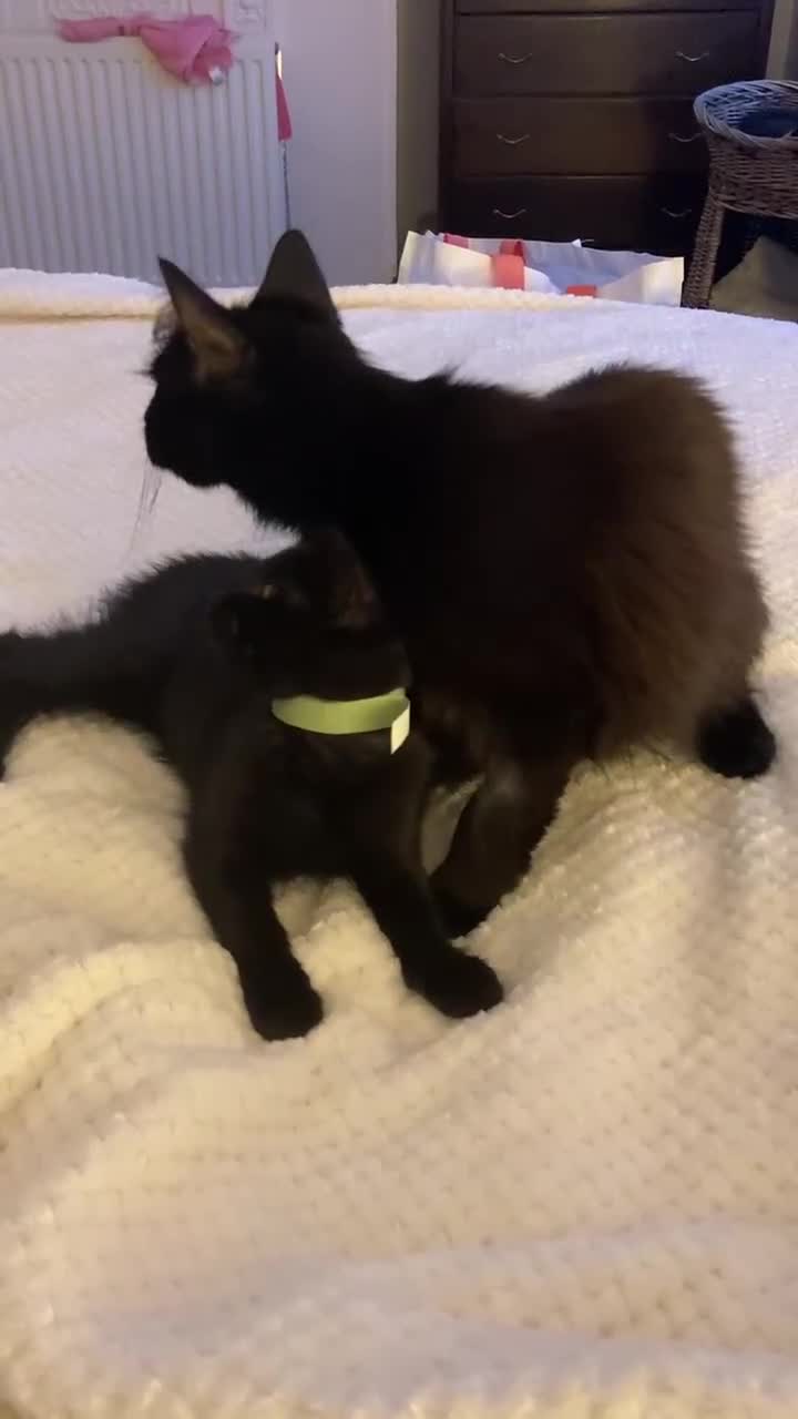 Mixed Breed cats for adoption: Loving Beauty is looking for her forever family - Video 1